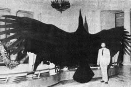 世界上最大的鹰，菲律宾食猿雕(翼展8米/重70公斤)