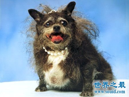 世界上最丑的10只狗，狗自己被恶心傻了(组图)(www.gifqq.com)