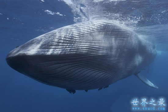 世界上最大的鲸鱼，蓝鲸(舌头上能站50人)(www.gifqq.com)