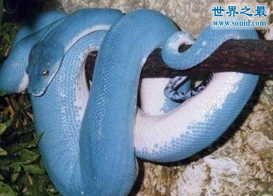 最长寿的蛇绿茸线蛇，已活1867岁(能活20万年)(www.gifqq.com)