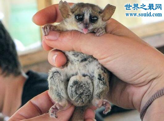 世界上最小的原始猴，鼠狐猴(体长16厘米，重40克)(www.gifqq.com)