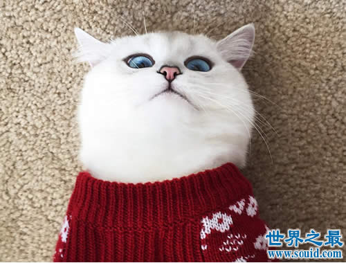 世界上最美的猫咪Coby，充满灵气蓝眼珠美哭43万人(www.gifqq.com)