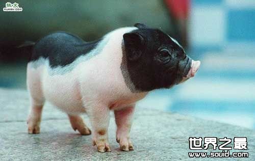 世界上最小的猪(www.gifqq.com)