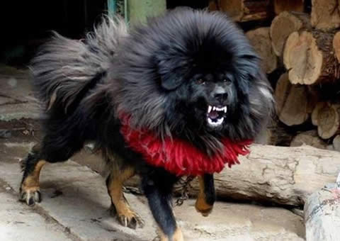 世界上最凶猛最厉害的狗，中国鬼獒(凶残度120%)