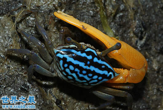 世界上最会变色的螃蟹，招潮蟹(一天变色8次)(www.gifqq.com)