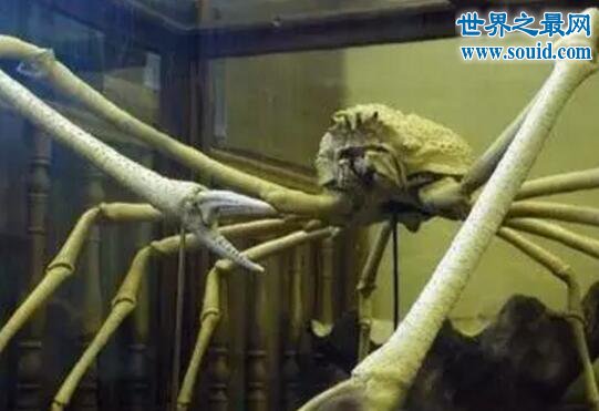 世界上体型最大的螃蟹，长达4米的日本蜘蛛蟹(www.gifqq.com)