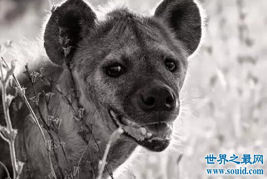 世界上咬合力最强的动物，斑鬣狗(可与狮子对抗)(www.gifqq.com)