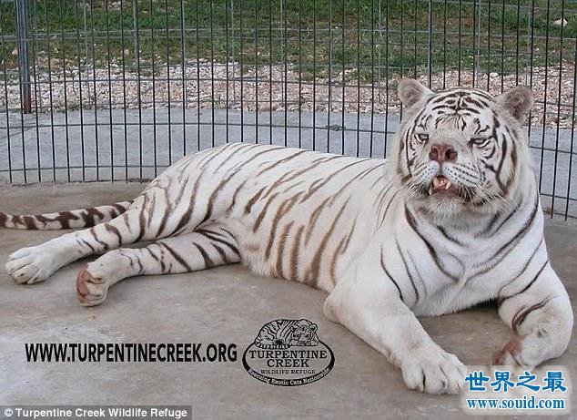 世界上最丑的老虎，孟加拉虎变白虎(近亲繁殖的悲剧)(www.gifqq.com)