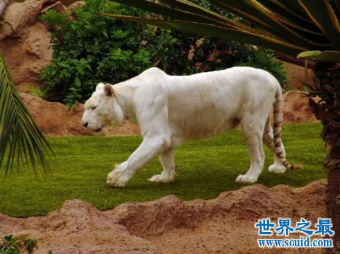 世界上最白的老虎，纯白虎(超可爱的老虎)(www.gifqq.com)