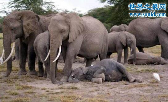 世界上睡眠最少的动物，大象竟一周不睡觉(www.gifqq.com)