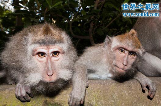 世界上最珍稀的猴子，食蟹猴(常年被走私贩卖)(www.gifqq.com)