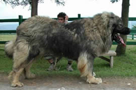 世界上最大的狗排名，可以当马骑(图)