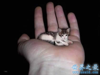 世界上最小的猫，比可乐罐还小(组图)(www.gifqq.com)