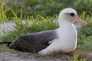 世界上最老的海鸟，66岁依然尽职孵蛋