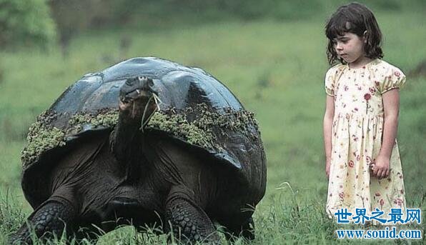 加拉帕戈斯象龟，世界上最大的乌龟(700公斤)(www.gifqq.com)