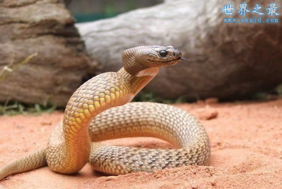 世界上最毒的蛇排名，内陆太攀蛇一口咬死100个人(www.gifqq.com)
