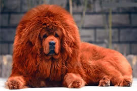 世界上最贵的狗排名，中国纯红藏獒高达1000万