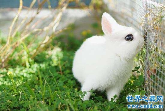 世界上最小的兔子，荷兰侏儒兔(长不大仅重1.2kg)(www.gifqq.com)