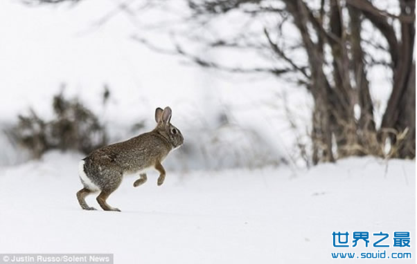 世界上最快的兔子(www.gifqq.com)