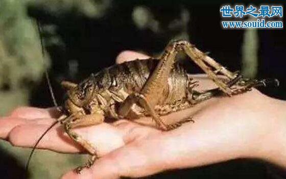 世界上最大的昆虫巨沙螽(zhōng)，有三只老鼠的重量(www.gifqq.com)
