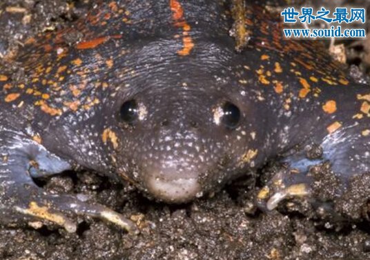 世界上最大的蝌蚪，长0.25米的不合理蛙(比青蛙还大)(www.gifqq.com)