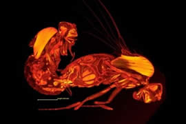 世界上最长的精子，果蝇精子长6厘米(人类1000倍)