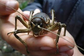 世界上最大的蚂蚁，公牛蚁(3.7厘米)