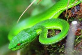 最长寿的蛇绿茸线蛇，已活1867岁(能活20万年)