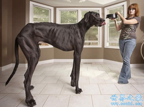 世界史上最庞大的狗，巨鬣狗(长2.5米/重600斤)(www.gifqq.com)