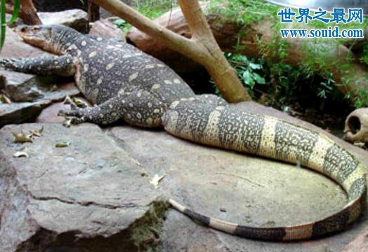 非洲最大的蜥蜴，尼罗河巨蜥(体长2米)(www.gifqq.com)