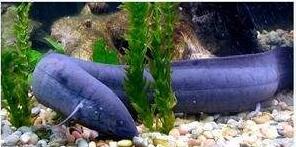 非洲杜兹肺鱼，没水的情况下暴晒4年不死(图片)