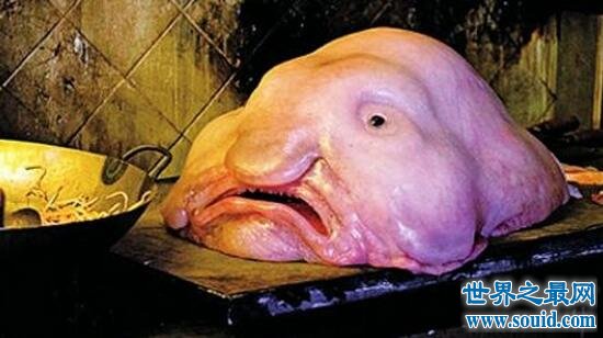 世界上最丑的鱼，水滴鱼能吃吗(不想死你就去吃吧)(www.gifqq.com)