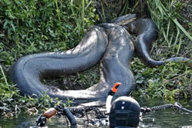 实拍世界上最大的蟒蛇，长达19米吃人怪兽(图)