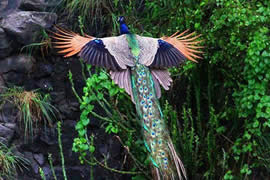 世界上最美的孔雀，飞起来的孔雀如仙鸟下凡(图)