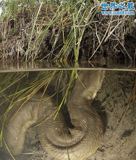 实拍世界上最大的蟒蛇，长达19米吃人怪兽(图)(www.gifqq.com)