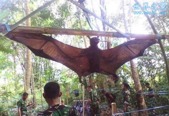 世界上最大的蝙蝠，马来大狐蝠(长达近2米)(www.gifqq.com)