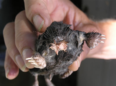 世界上进食最快的动物，星鼻鼹鼠(0.25秒全部搞定)(www.gifqq.com)