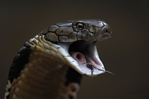 世界上最毒的蛇排名，内陆太攀蛇一口咬死100个人