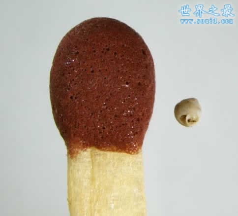 世界上最小的蜗牛，比针眼还小(0.6毫米)(www.gifqq.com)