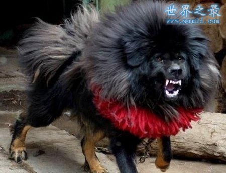 世界上最凶猛最厉害的狗，中国鬼獒(凶残度120%)(www.gifqq.com)