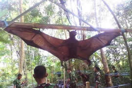 世界上最大的蝙蝠，金冠飞狐(比人还高)