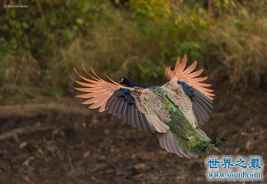 世界上最美的孔雀，飞起来的孔雀如仙鸟下凡(图)(www.gifqq.com)