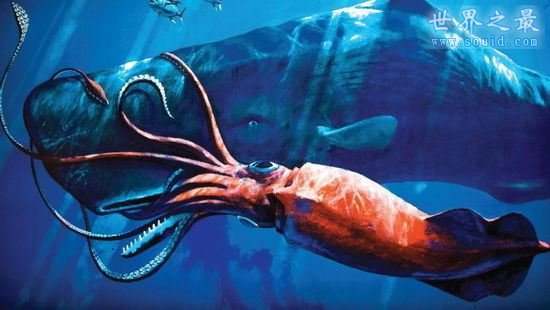 世界上最大的鱿鱼，巨型鱿鱼(长10米/重900斤)(www.gifqq.com)