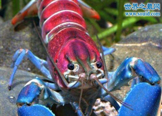 世界上最美的龙虾，七彩的银河系小龙虾(www.gifqq.com)