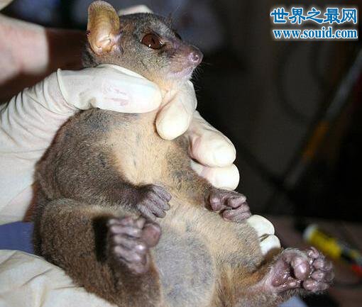 世界上最小的原始猴，鼠狐猴(体长16厘米，重40克)(www.gifqq.com)