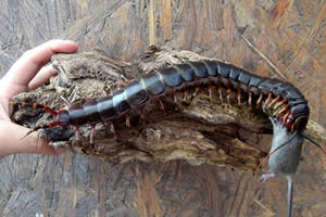 世界上最大的蜈蚣，加拉帕格斯巨人蜈蚣(长0.62米)
