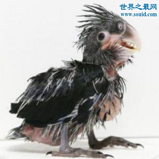 世界上最丑的鹦鹉，灰不溜秋丑的不忍直视(www.gifqq.com)