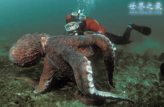 世界上最大的章鱼，太平洋巨型章鱼(重545斤)(www.gifqq.com)
