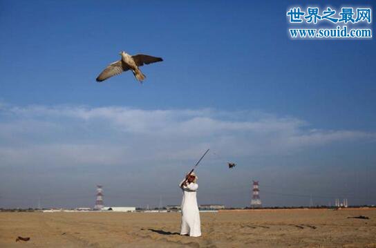 世界上最昂贵的宠物，迪拜的土豪都是养鹰隼的(www.gifqq.com)