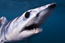 灰鲭鲨，速度最快最凶猛的吃人鲨鱼